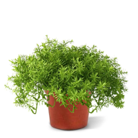 Senecio vetplant 30cm