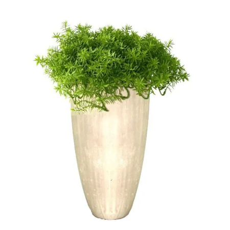 Senecio vetplant 30cm